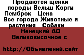 Продаются щенки породы Вельш Корги Пемброк › Цена ­ 40 000 - Все города Животные и растения » Собаки   . Ненецкий АО,Великовисочное с.